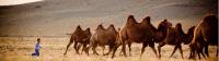 A young Mongolian boy herds Bactrian camels |  <i>Cam Cope</i>