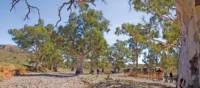 Crossing dry creek beds on the Remote Northern Flinders Camel Trek | Andrew Bain