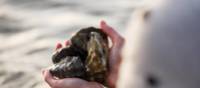 Marine life on Bruny Island