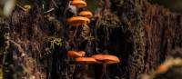 Fungi in Takayna / Tarkine | Jess Bonde