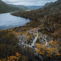 Head to Tasmania during autumn to see the fagus, Australia's only cold climate winter-deciduous tree | Jason Charles Hill