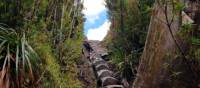 A section of the trail along the hike to Frenchmans Cap