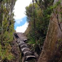 A section of the trail along the hike to Frenchmans Cap