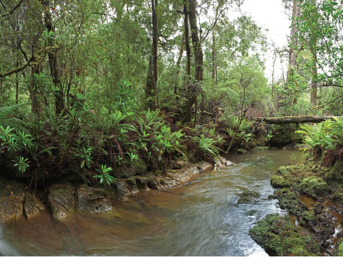 Balfour Track in the heart of the Tarkine wilderness region |  <i>Peter Walton</i>