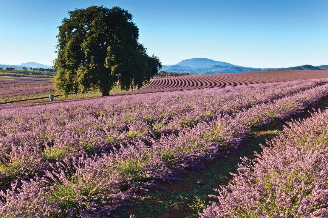 Vibrant lavender fields provide picture-perfect photographic opportunities |  <i>Tourism Tasmania & Bridestowe Estate</i>