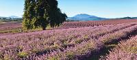 Vibrant lavender fields provide picture-perfect photographic opportunities | Tourism Tasmania & Bridestowe Estate