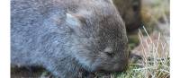 Upclose to the adorable wombat on Maria Island | Toni Wythes