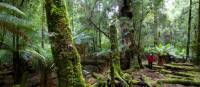 Explore the enchanting and changing moods of the ancient Tarkine Rainforest | Pete Harmsen