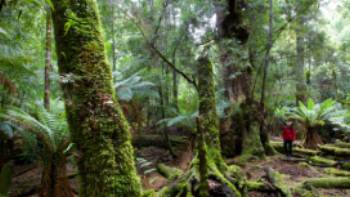 Exploring the Tarkine,Pete Harmsen Explore the enchanting and changing moods of the ancient Tarkine Rainforest