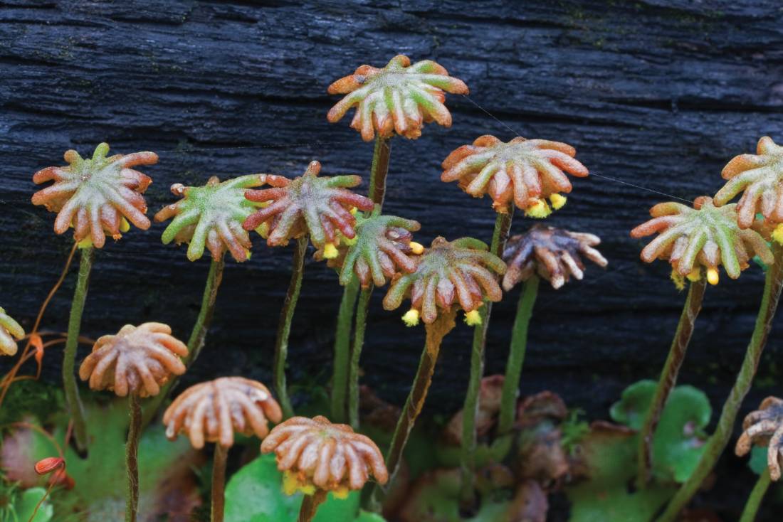 Tasmania's rich flora diversity is a major drawcard to it's wilderness regions |  <i>Peter Walton</i>