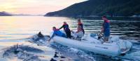 Guests in the tender are joined by dolphins at sunset | Mark Daffey