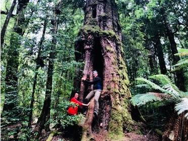 Hugging a 800 year old ancient Myrtle tree in the Tarkine |  <i>Toni Wythes</i>