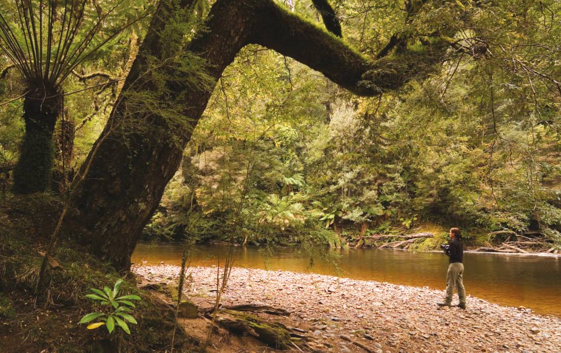 Rainforest River, The Tarkine |  <i>Peter Walton</i>