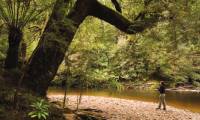 Rainforest River, The Tarkine |  <i>Peter Walton</i>