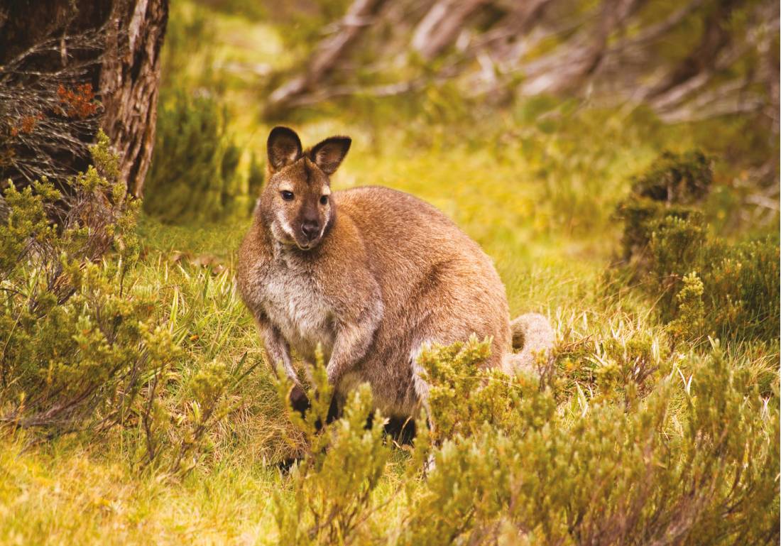 Kangaroo, Tasmania |  <i>Peter Walton</i>
