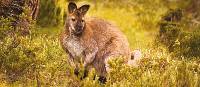 Kangaroo, Tasmania | Peter Walton