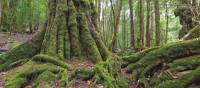 Tasmania's pristine forests are a major draw card for many visitors | Peter Walton