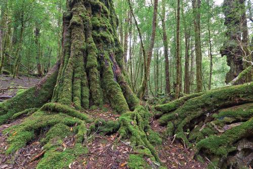 Tasmania's pristine forests are a major draw card for many visitors |  <i>Peter Walton</i>