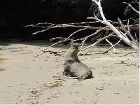 A seal on one of the beaches visited along the South Coast Track in Tasmania |  <i>Alysha White</i>