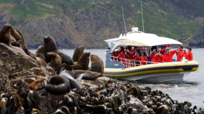 Watching seals at the Friars