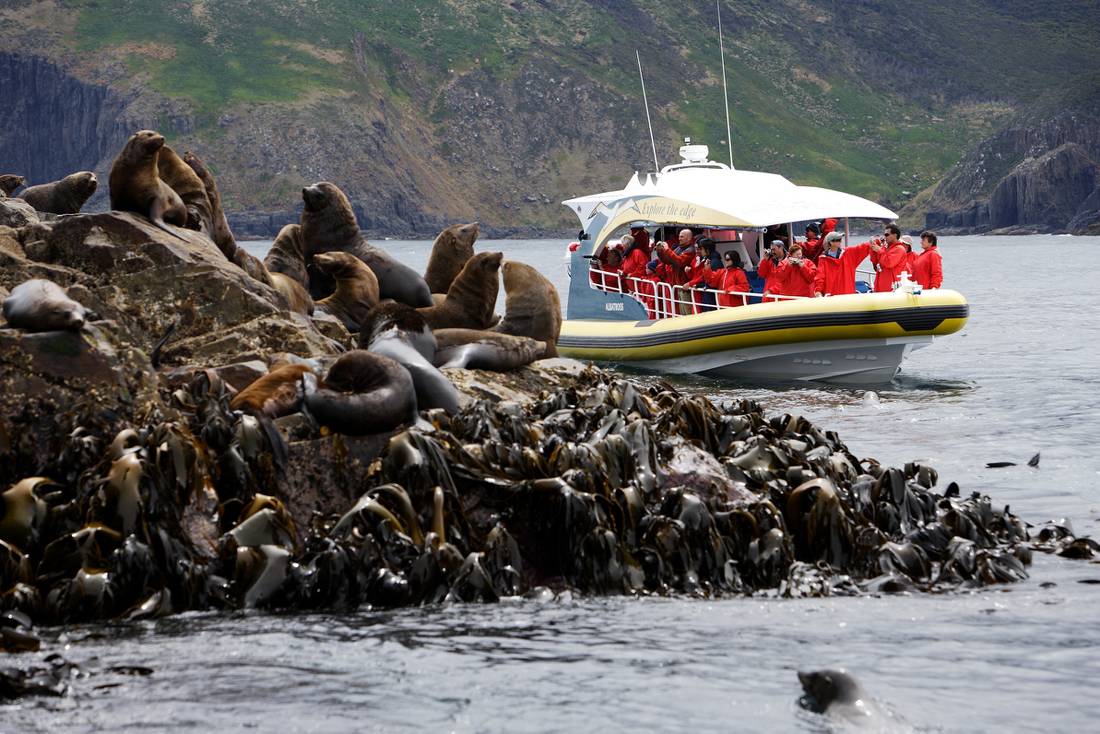 Watching seals at the Friars