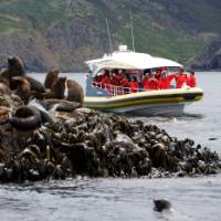 Watching seals at the Friars