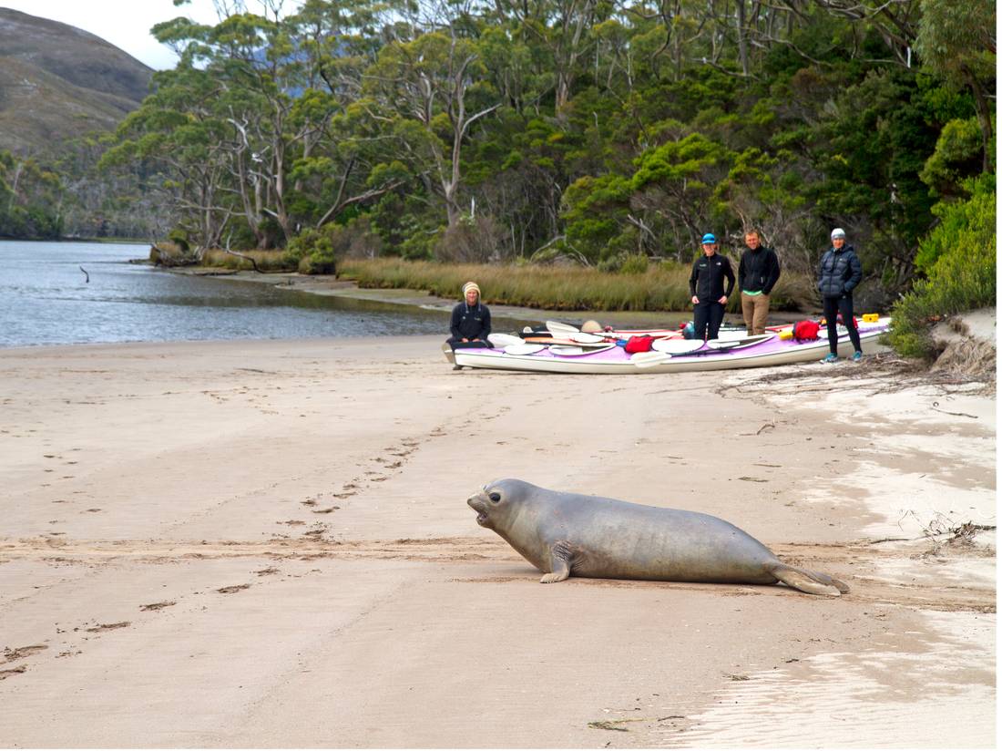 Encountering the wildlife near Settlement Point