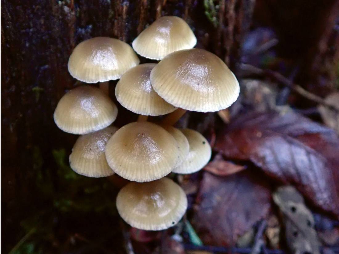 Fungi growing at the base of a tree |  <i>Holly-Mae Bedford</i>