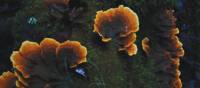 Bracket fungi growing on a fallen tree | Holly-Mae Bedford