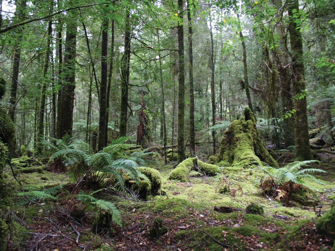 Explore Australia's largest cool temperate rainforest |  <i>: Tourism Tasmania & Alice Hansen</i>