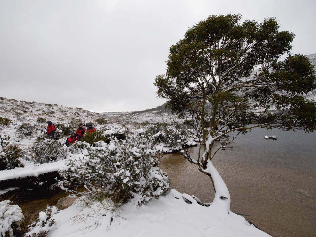 Walking in Cradle Mountain |  <i>Aran Price</i>