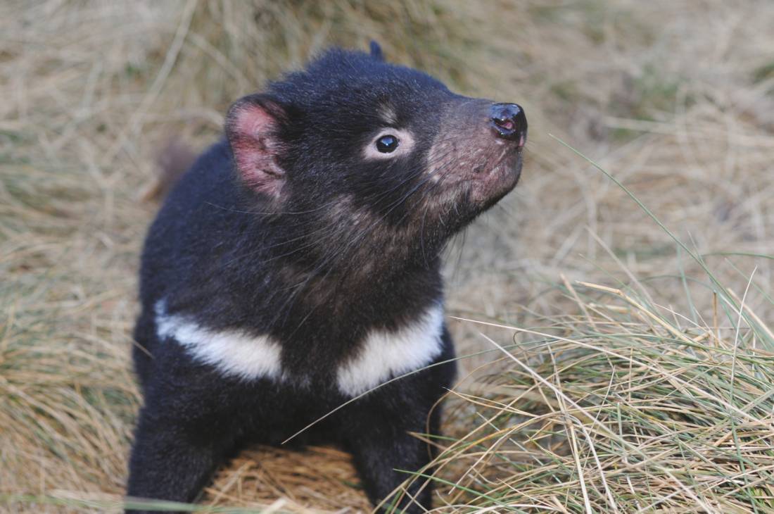 Tasmanain Devil, Tasmania |  <i>Gary Hayes</i>