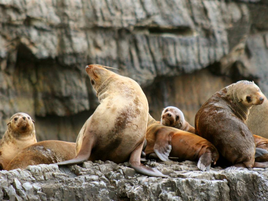 Exploring this rugged coast by boat reveals a stunning wilderness experience