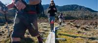 Walkers hiking near Wild Dog Creek Campsite in Walls of Jerusalem | Don Fuchs