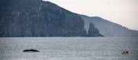 While kayaking the Three Capes you might encounter a whale | Paul Hoelen