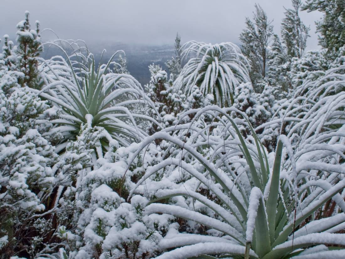 Winter on the Overland Track |  <i>Aran Price</i>