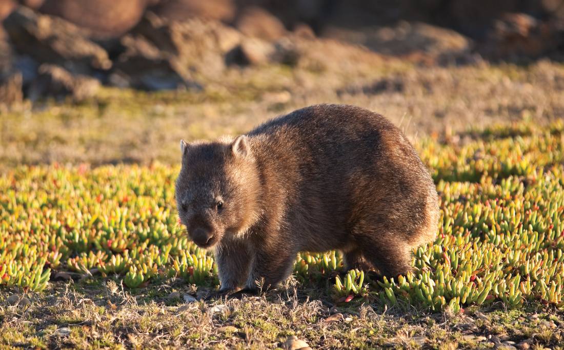 Encounters with Tasmania's native fauna |  <i>Peter Walton</i>