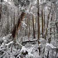 Experience the Overland Track during winter | Matt Horspool