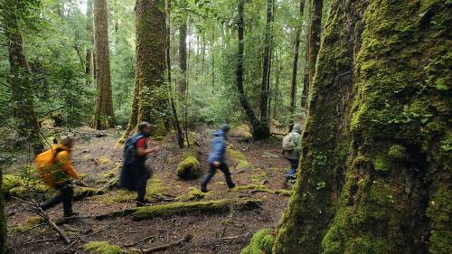 Hiking in the Tarkine rainforest