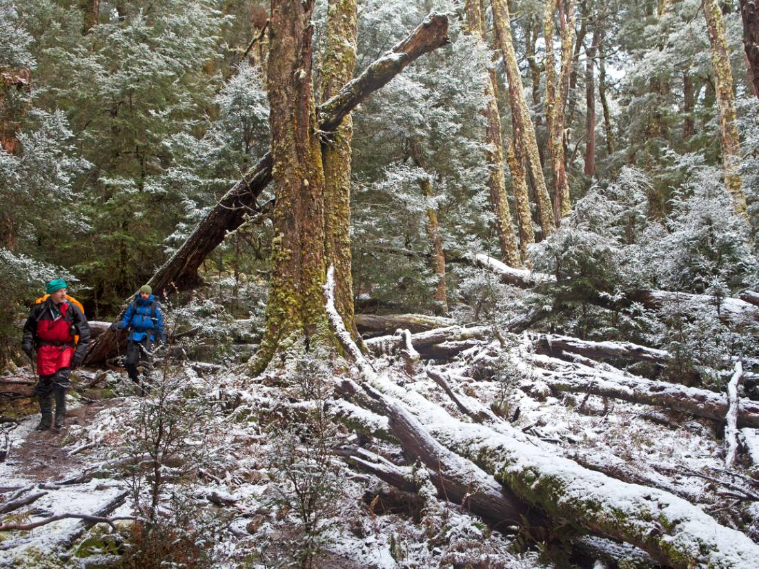 Walk through a forest of snow and trees along Tasmania's Overland Track during winter |  <i>Andrew Bain</i>