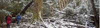 Walk through a forest of snow and trees along Tasmania's Overland Track during winter |  <i>Andrew Bain</i>