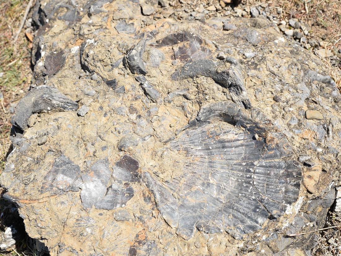 Fossils on Maria Island