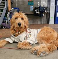 Tasmanian Expeditions Mascot Squiggles, in her uniform.