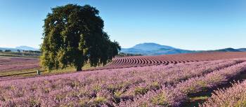 Vibrant lavender fields provide picture-perfect photographic opportunities | Tourism Tasmania & Bridestowe Estate