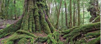 Tasmania's Tarkine Rainforest | Peter Walton