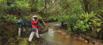 The pristine rainforest of Tasmania's Tarkine | Peter Walton