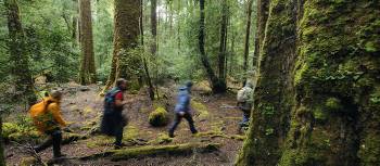 Hiking in the Tarkine rainforest | Chris Crerar