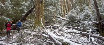 Walk through a forest of snow along the Overland Track during winter